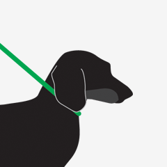 Black sausage dog with green collar