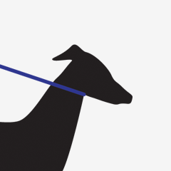 Black whippet with blue collar